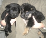 Pups E nest 4wkn